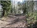 Top of the hill, Pitcher Oak Wood, Redditch