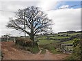 Lane to Northcombe Farm