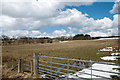 Field on north side of Spring Wood