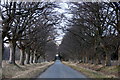 Avenue of trees along Stormontfield Road