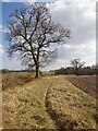 Footpath near Waste Green