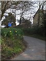 The road to Quither with daffodils