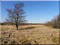 Cloghog Lower Townland