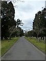 Cemetery path, Christchurch