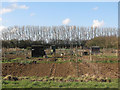 Oakington: allotments and windbreak