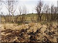 Bogland at Cranny