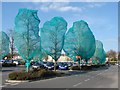 SU9557 : Shrink wrapped trees by Alan Hunt