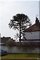 Monkey Puzzle Tree on Tourney Road, Lydd