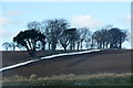 Line of trees at East Adamston