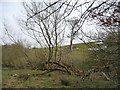 Trees along a small stream by Burble Well