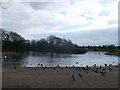 Alexandra Lake, Wanstead Flats 