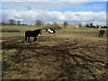 Horses near Feedale Farm