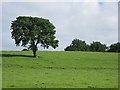 G9146 : Lone tree, Tullyskeherny by Richard Webb