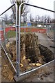 Poplar stump awaits removal