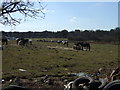 Grazing off Old Gloucester Road 