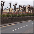 Pollarded trees and newly-built houses, Caerleon