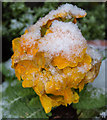 TQ2995 : Primula in Snow, London N14 by Christine Matthews