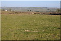 Farmland to the east of Abercywyn church