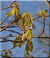 Horse chestnut leaves, Cary Park