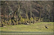 ST0909 : Mid Devon : Blackborough Common by Lewis Clarke