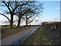 Roadside oaks on Church Eaton Road