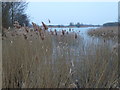 TF2600 : Reeds in the old gravel pits at Prior's Fen by Richard Humphrey