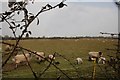 New lambs with their mums