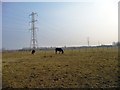 Horses grazing near Shams Farm