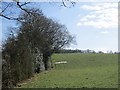 Grassland, Wyre Forest