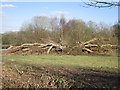 Mawley Oak