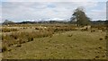 Remains of field boundary