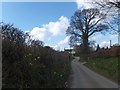 Bare tree at Upton