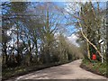 Woods by the road from Colliton Cross to The Grange