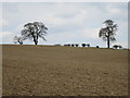 Hedgerow trees