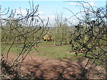 SO4640 : Working in the orchard near Upper Breinton by Rob Purvis