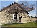 Weeping birch