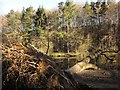 Fallen tree by the Nidd