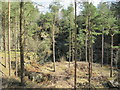 Disused quarry in woodland north of Frankham