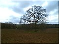 Tree by footpath west of Carter