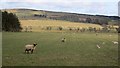 Ewes and lambs, West Lyham