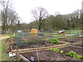 Harnham, allotments