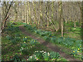TL5324 : Daffodils in Turner's Spring Nature Reserve by Roger Jones