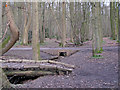 Stream and Path in Birchanger Wood