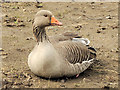 J4774 : Greylag goose, Kiltonga, Newtownards (April 2013) by Albert Bridge
