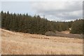 NR3768 : Conifer Plantation, Finlaggan, Islay by Becky Williamson