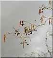 Alder catkins and 