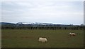 Tups, Sparchford