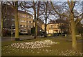 Crocuses, Low Harrogate