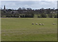 Grazing sheep near Billesdon