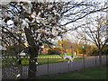 Magnolia flowers revealed